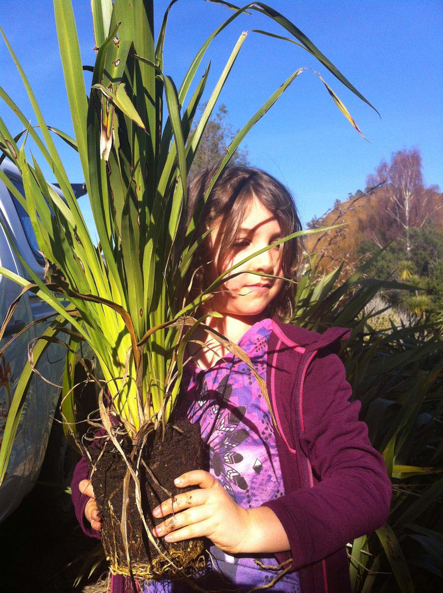 Restoration planting 5 web