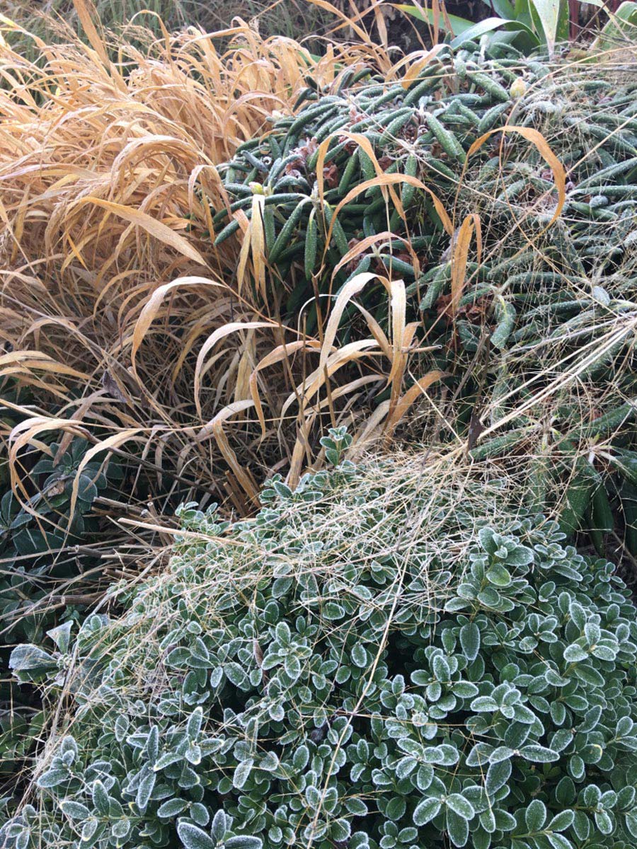 a Winter web