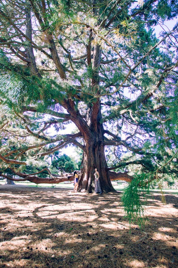 The Kiwi acre. Image: Christchurch NZ webWide portrait under tree HIGH RES CCT christchurchnz