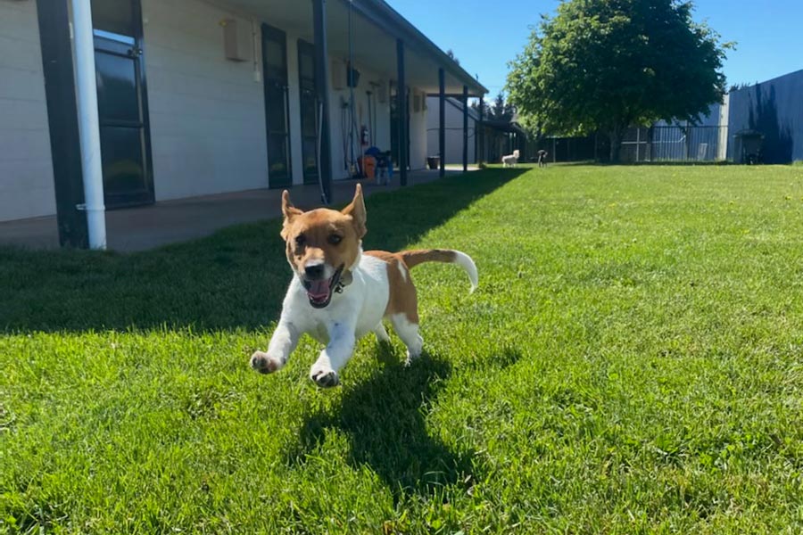 Top Notch Boarding Kennels IMG 6250 web