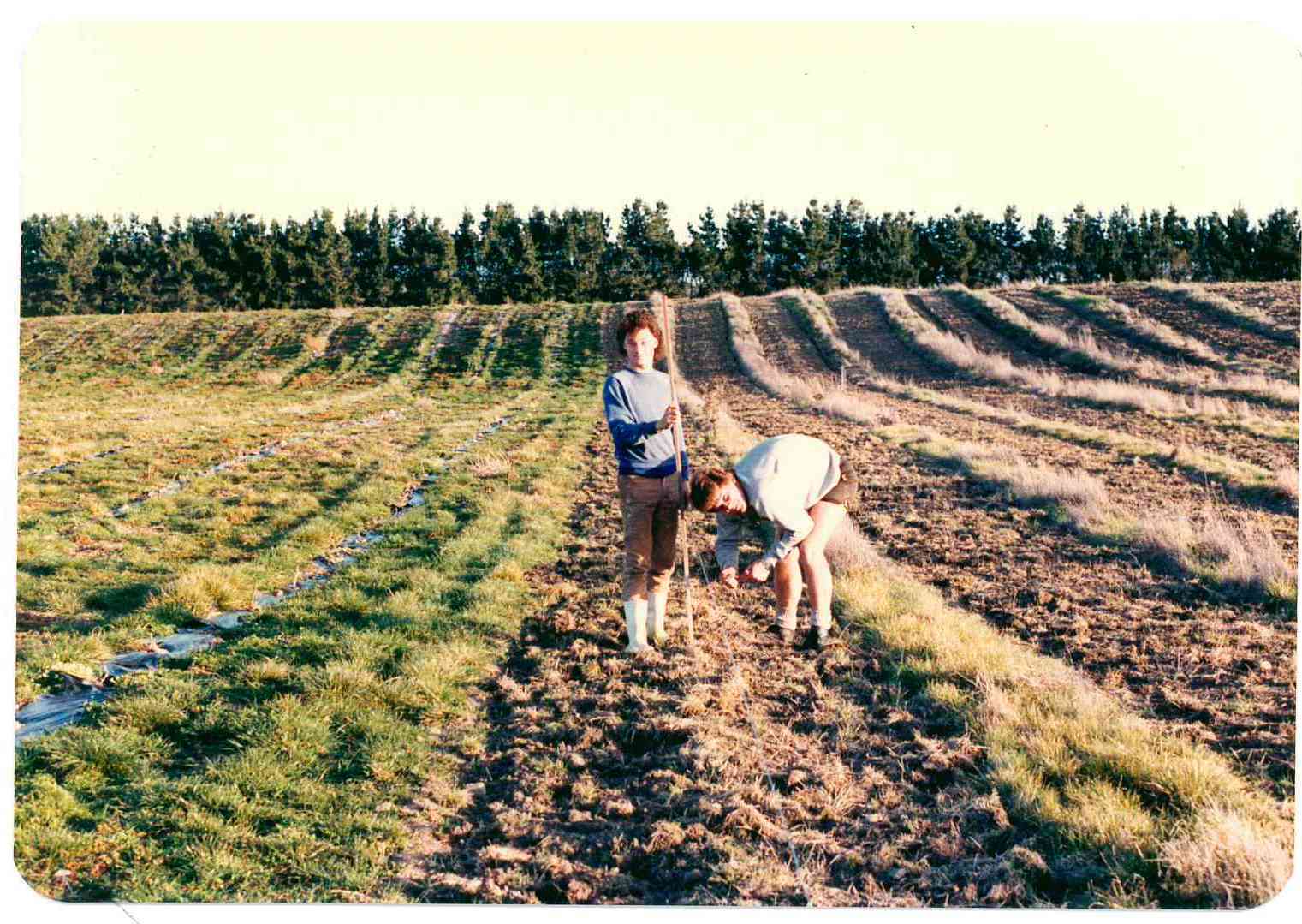 Planting the Pegasus Bay vineyard. Planting the vineyard