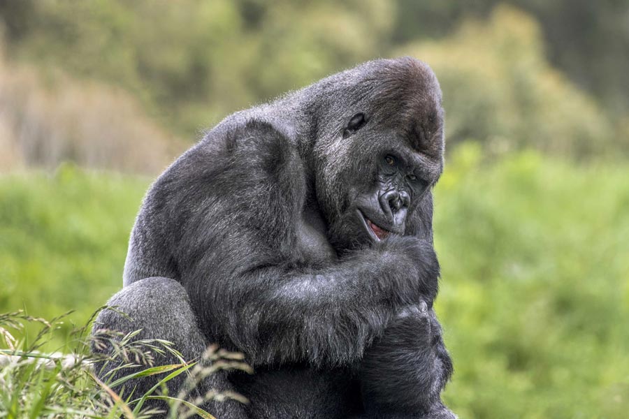 OWP KF2 Gorilla web