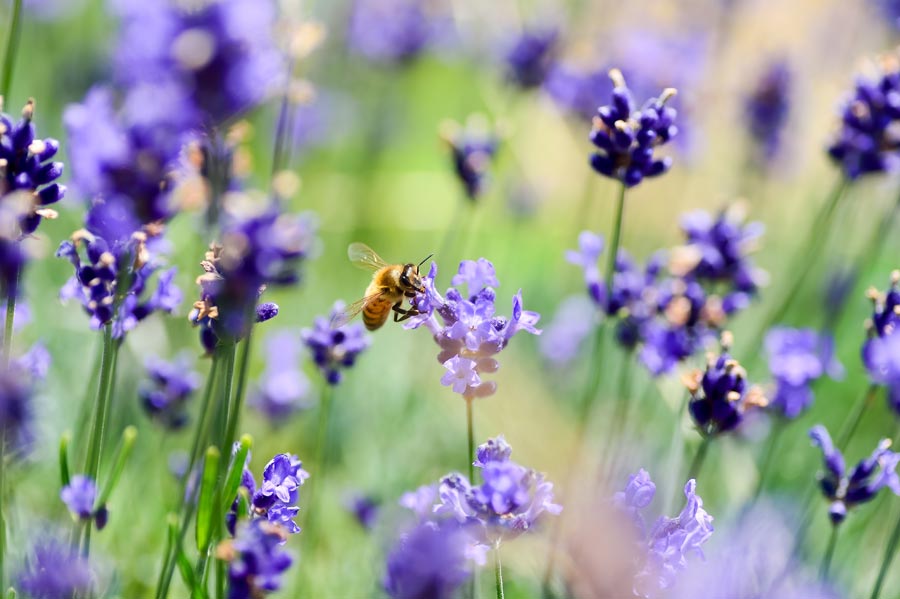 lavender 3490600 web