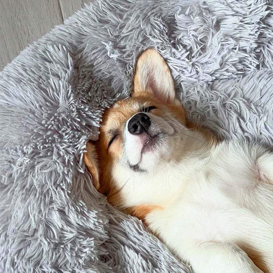doggo 1800x1800 a31b7849 7186 42fc 9eba ad949cb35d0e