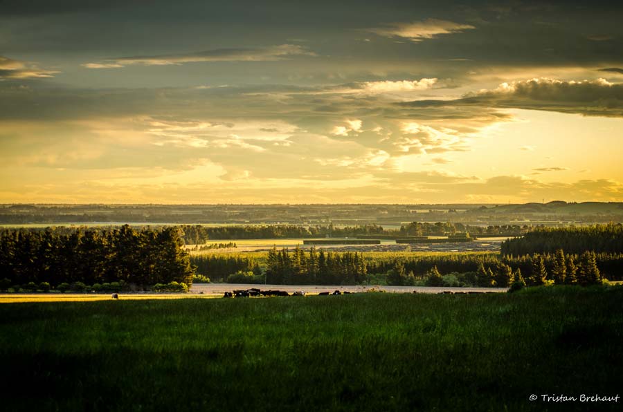 Image: Tristan Brehaut North Canterbury