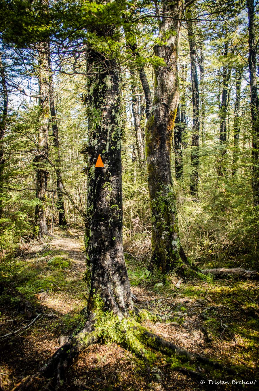 Image: Tristan Brehaut Orange Triangle Bush