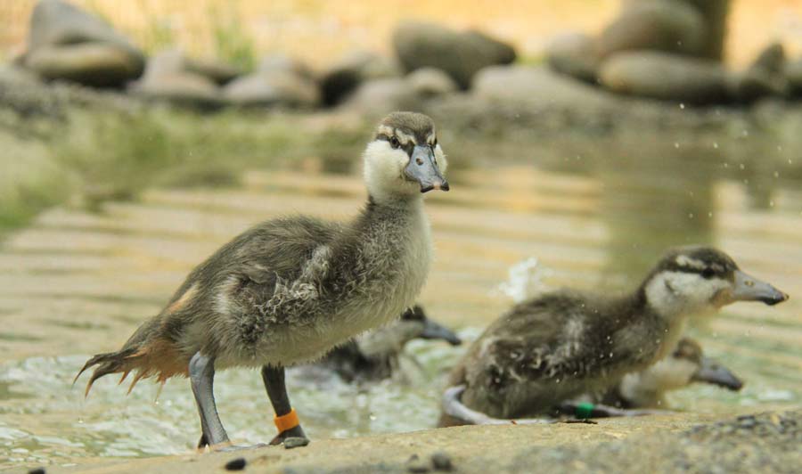 OWP-WHIO-DUCKLING-4.jpg