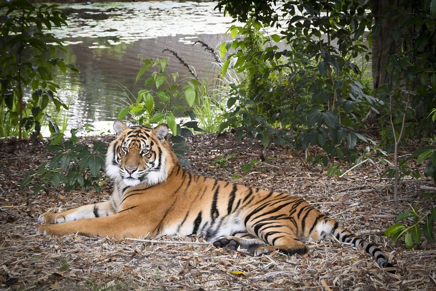 Tiger Scout photo must be credited to Australia Zoo 1 web