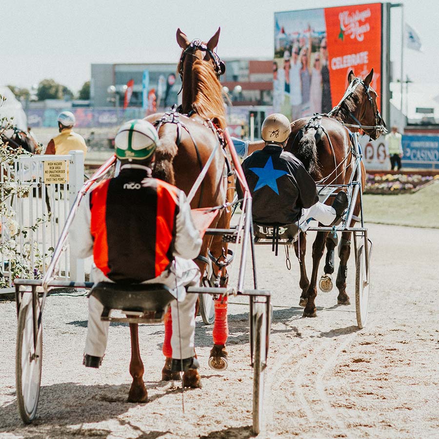 Addington Cup Week Horse 4