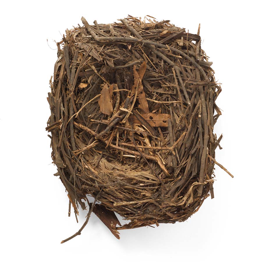 Huia Nest. Image: Jane Ussher Huia nest credit Jane Ussher