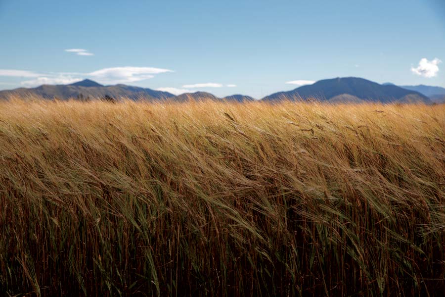 black origin field
