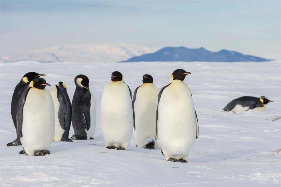 Photo: S.Blanc, Heritage Expeditions s.blanc heritage expeditions 1