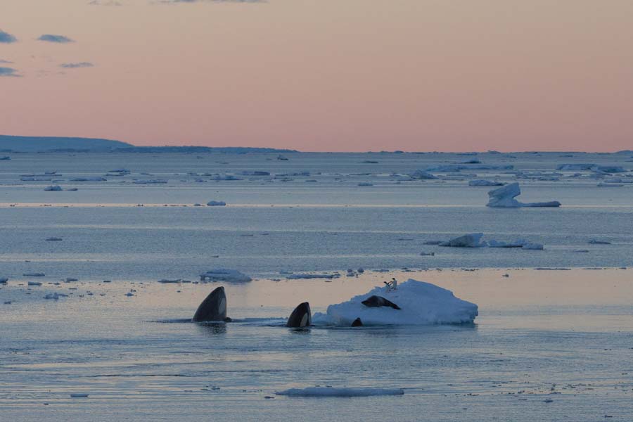 Image: S.Blanc, Heritage Expeditions s.blanc heritage expeditions 3