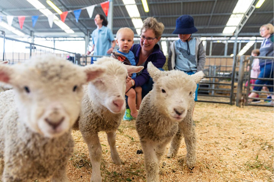 lambs