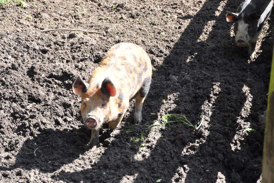 otahuna pigs