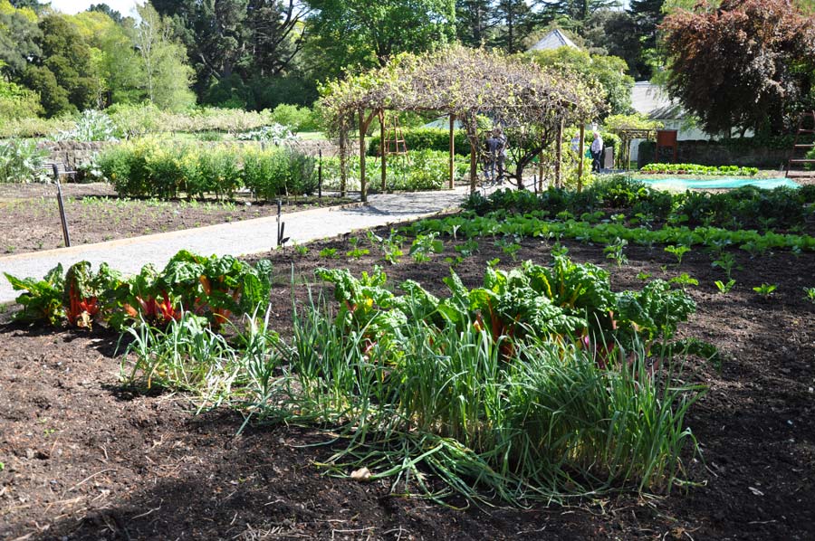 otahuna vege garden