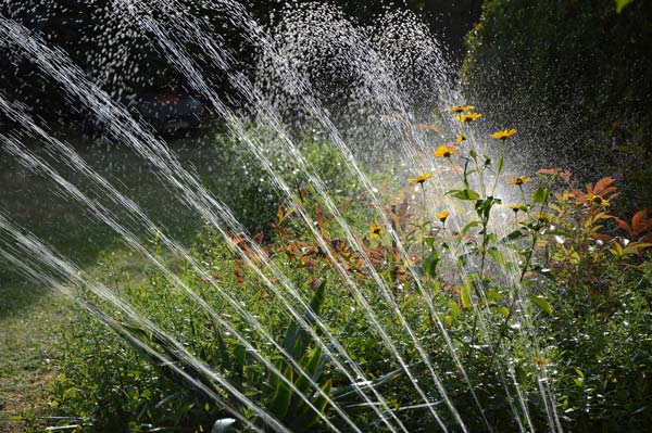 garden-3664278_1920.jpg